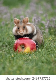 贝博官网用户指南与常见问题快速解答